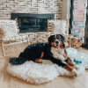 *PAW PupRug Faux Fur Orthopedic Dog Bed Curve Polar White L/XL