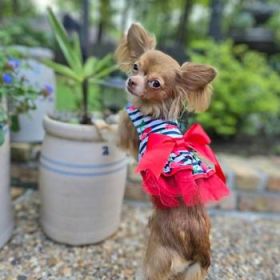 Cherry Stripe Harness Dress with Matching Leash (Option: X-SMALL)