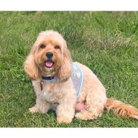 Blue Daisy Cool Mesh Netted Harness (Option: X-SMALL)