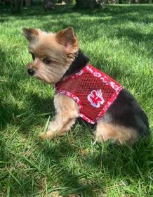 Cool Mesh Harness Hawaiian Hibiscus - Red (Option: Small)