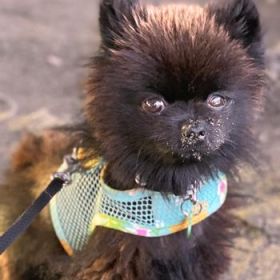 Cool Mesh Dog Harness with Leash - Pineapple Luau (Option: X-SMALL)