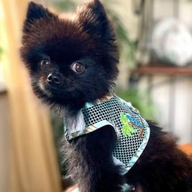 Cool Mesh Dog Harness with Leash - Surfboards and Palms (Option: X-SMALL)