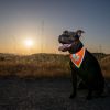 Orange Dog Bandana Hi Visibility Reflective Blaze Orange Bandana for Large Pets Safety Accessories for Walking Camping and Off Leash Exploratio