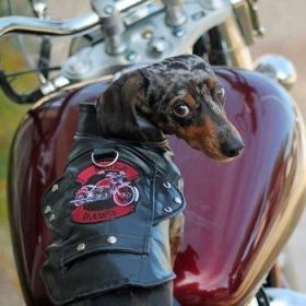Biker Dawg -Black (Option: Medium)