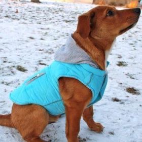 Weekender Dog Sweatshirt Hoodie - Light Blue (Option: Large)