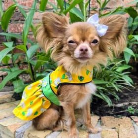 Ladybugs and Daisies Dog Dress with Matching Leash (Option: X-SMALL)