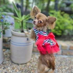 Cherry Stripe Harness Dress with Matching Leash (Option: Small)