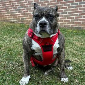 Venture Paw Harness - Crimson - (Option: X-SMALL)