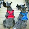 Venture Paw Harness - Crimson -
