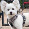 Venture Paw Harness - Sage -