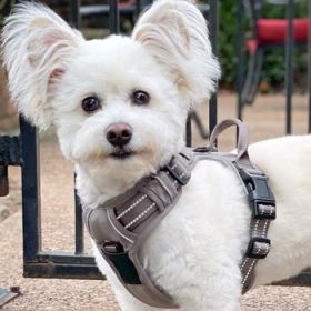 Venture Paw Harness - Sage - (Option: X-SMALL)