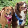 Venture Paw Harness - Wild Raspberry