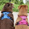 Venture Paw Harness - Wild Raspberry