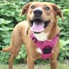 Venture Paw Harness - Wild Raspberry
