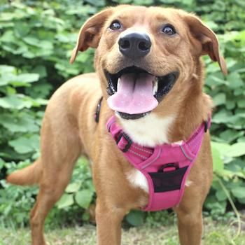 Venture Paw Harness - Wild Raspberry